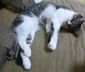 开云体育app-杰伦·格林爆发，猛龙提前终结悬念，奇才吞下苦涩失利