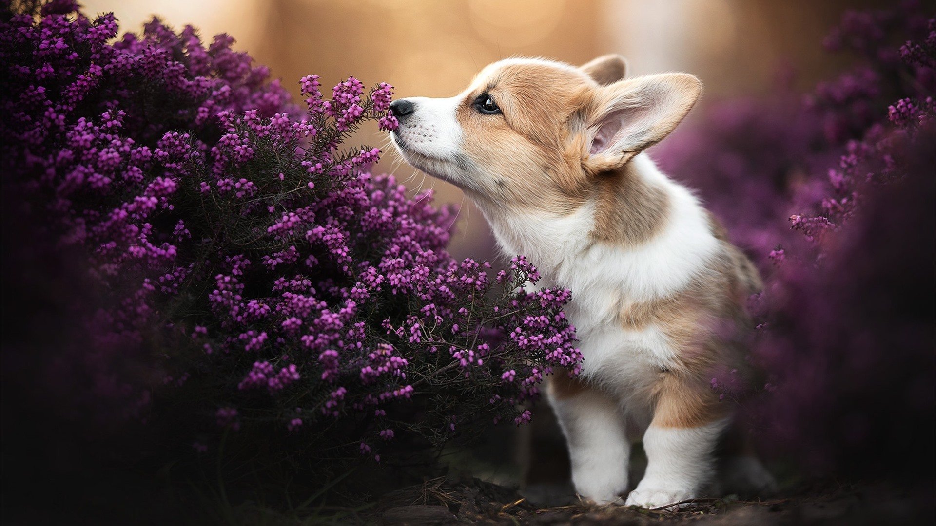 中场魔术师的利刃与橙色风暴的战术革命,莫德里奇与荷兰足球的现代启示